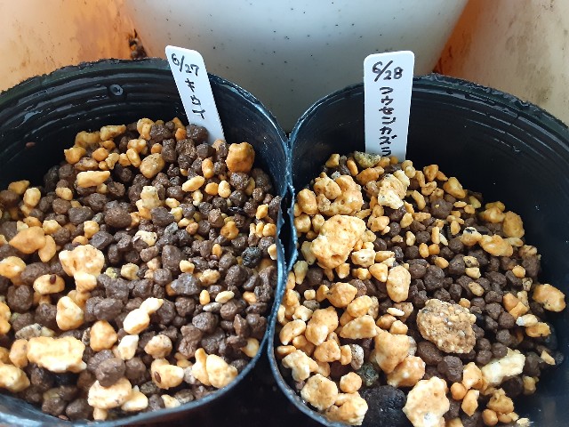 f:id:kainuma-k5:20210627161057j:plain