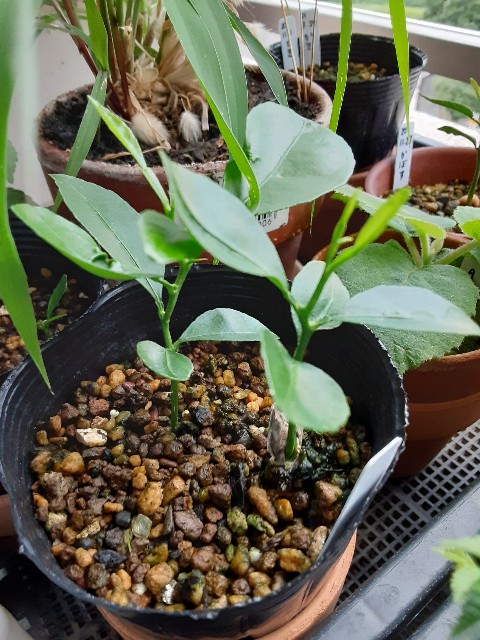 f:id:kainuma-k5:20210703120254j:plain