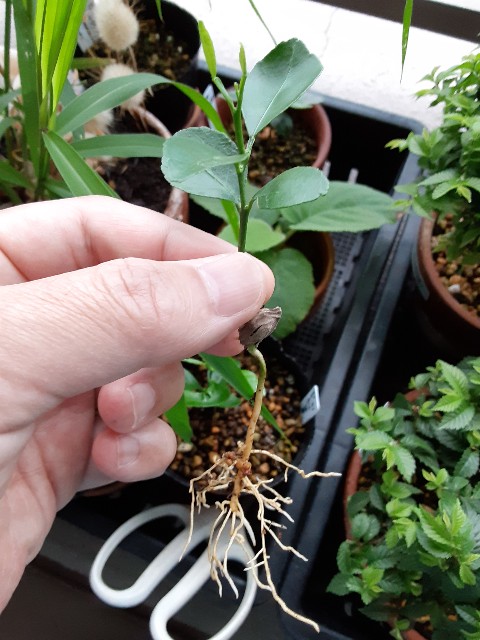 f:id:kainuma-k5:20210703120349j:plain