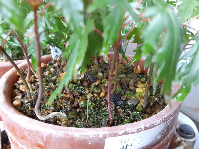 f:id:kainuma-k5:20210713122313j:plain