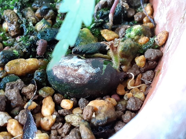 f:id:kainuma-k5:20210713155547j:plain