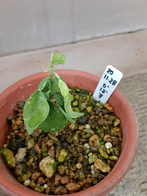 f:id:kainuma-k5:20210723194914j:plain