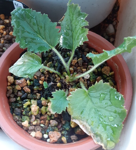 f:id:kainuma-k5:20210723195034j:plain