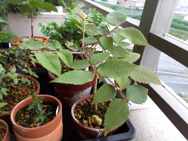 f:id:kainuma-k5:20210801082344j:image