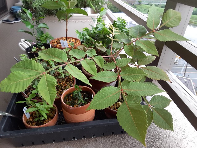 f:id:kainuma-k5:20210801082425j:image