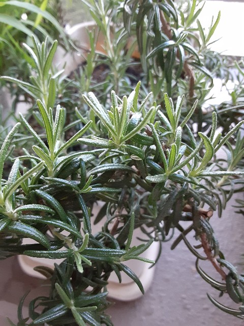 f:id:kainuma-k5:20210801082614j:plain