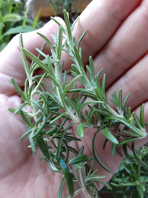 f:id:kainuma-k5:20210801082633j:plain