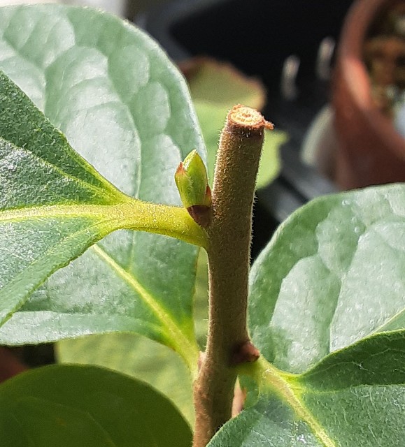 f:id:kainuma-k5:20210808133503j:image