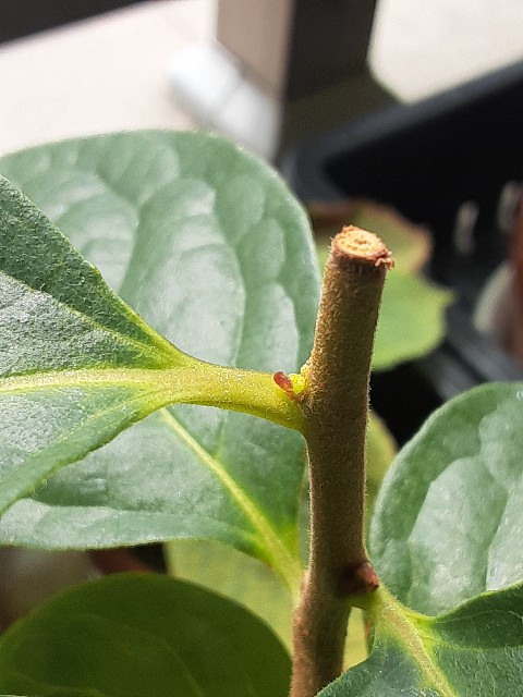 f:id:kainuma-k5:20210808133809j:image