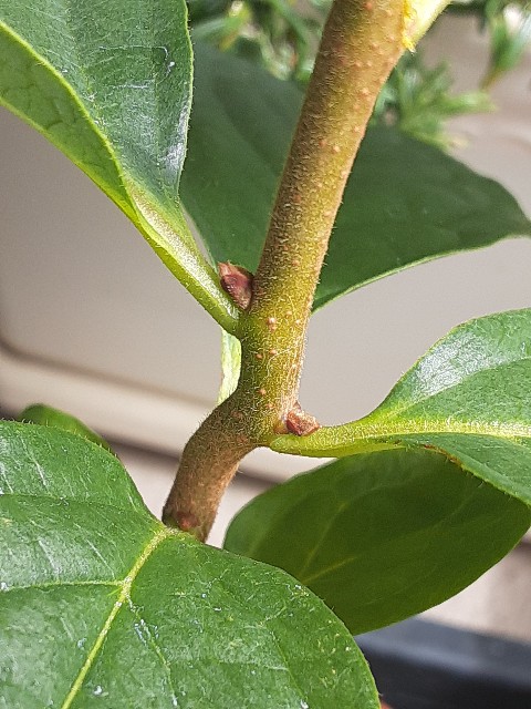 f:id:kainuma-k5:20210808133827j:image