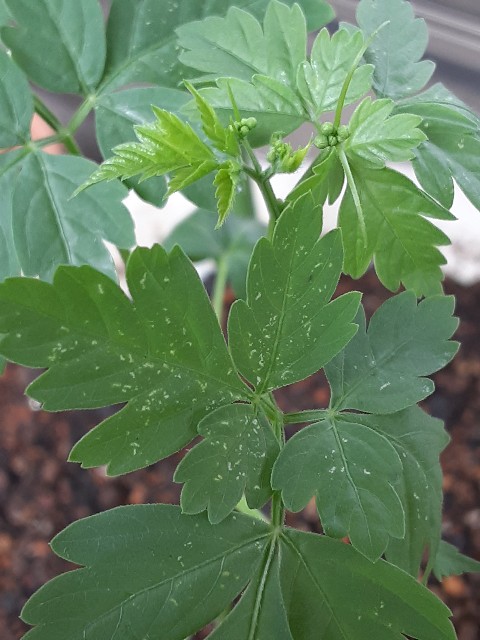 f:id:kainuma-k5:20210808133914j:image