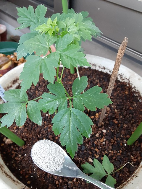 f:id:kainuma-k5:20210808133939j:image