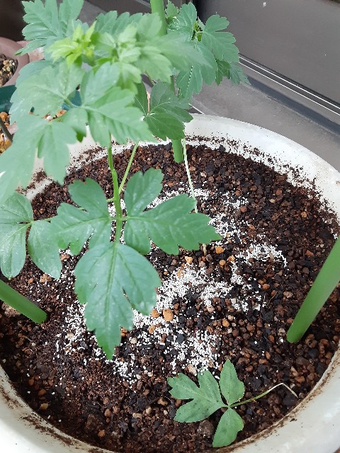 f:id:kainuma-k5:20210808134015j:image