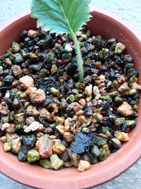 f:id:kainuma-k5:20210813083817j:plain