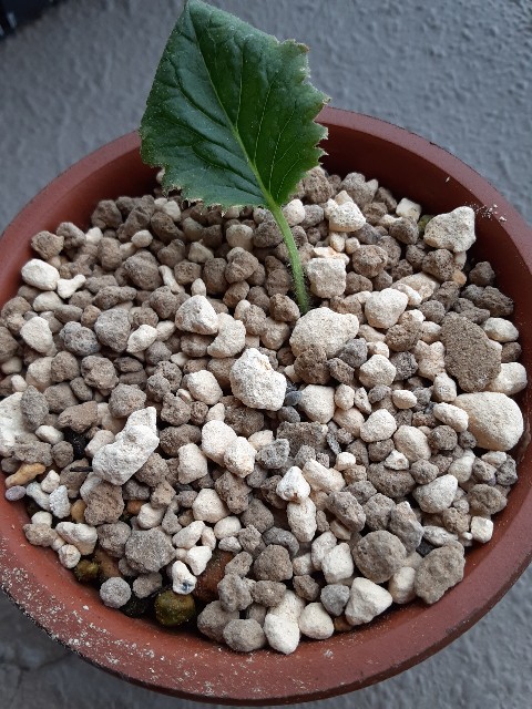 f:id:kainuma-k5:20210813083831j:plain