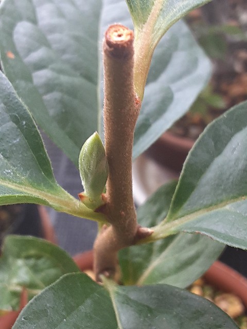 f:id:kainuma-k5:20210814095538j:image