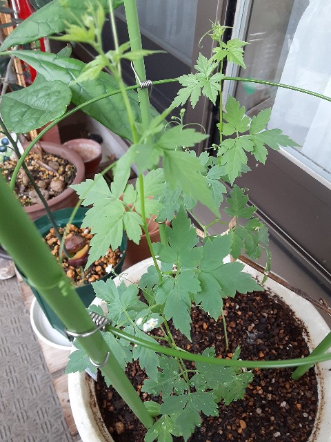 f:id:kainuma-k5:20210819065937j:image