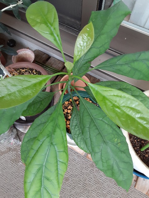 f:id:kainuma-k5:20210824070139j:image