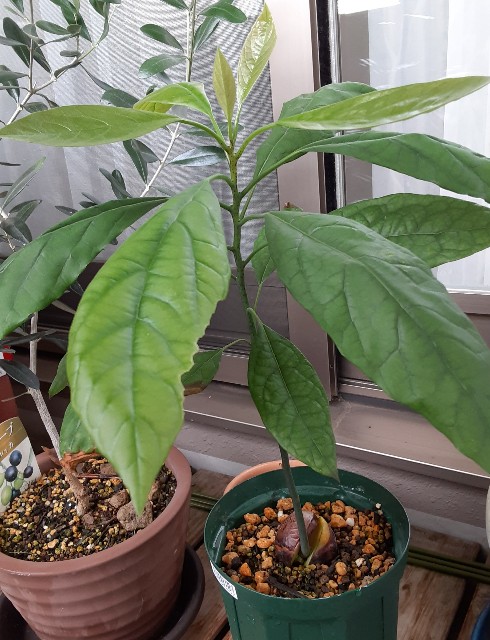 f:id:kainuma-k5:20210824070324j:image