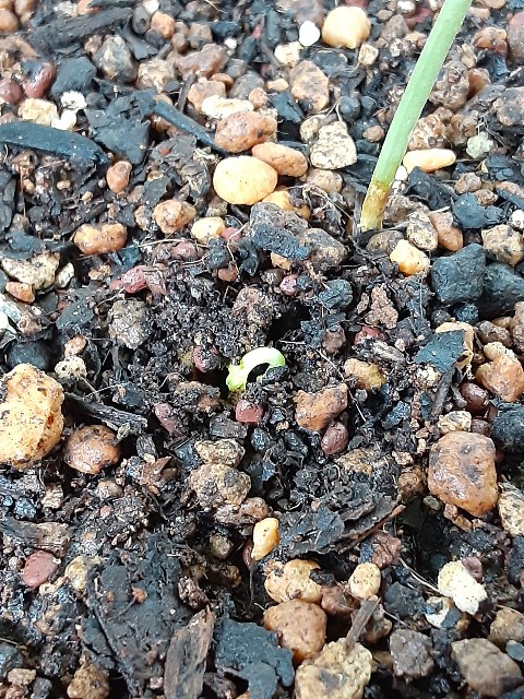 f:id:kainuma-k5:20210827121340j:image