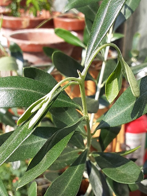 f:id:kainuma-k5:20210830071331j:image