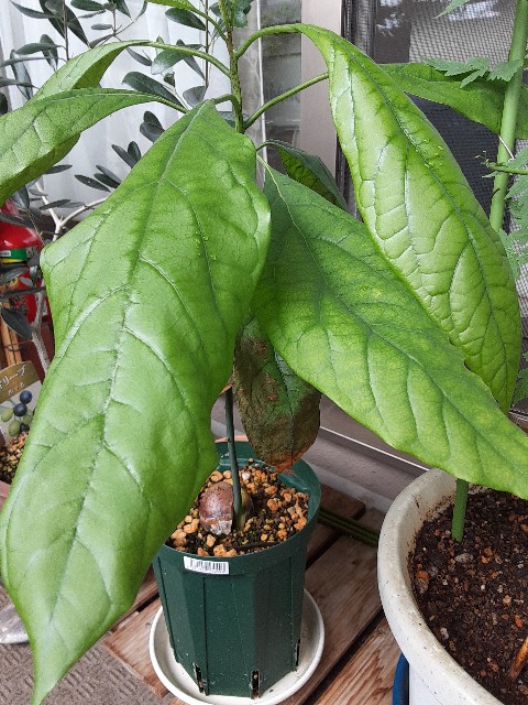 f:id:kainuma-k5:20210905134909j:image