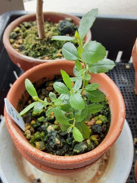 f:id:kainuma-k5:20210905134939j:image