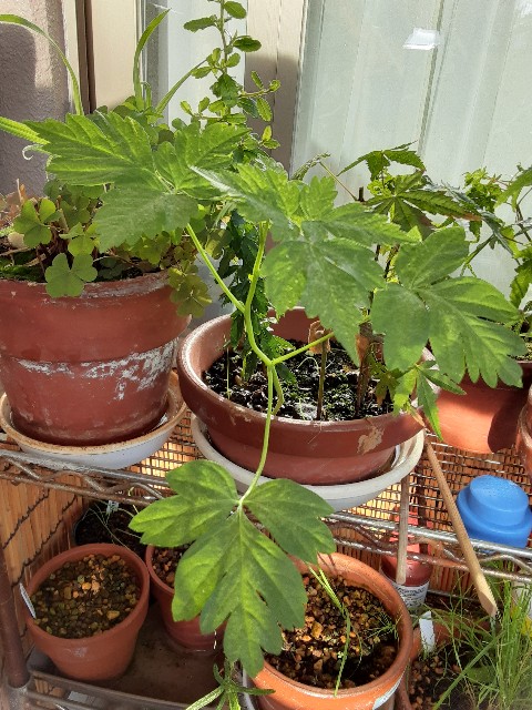 f:id:kainuma-k5:20210930080728j:image