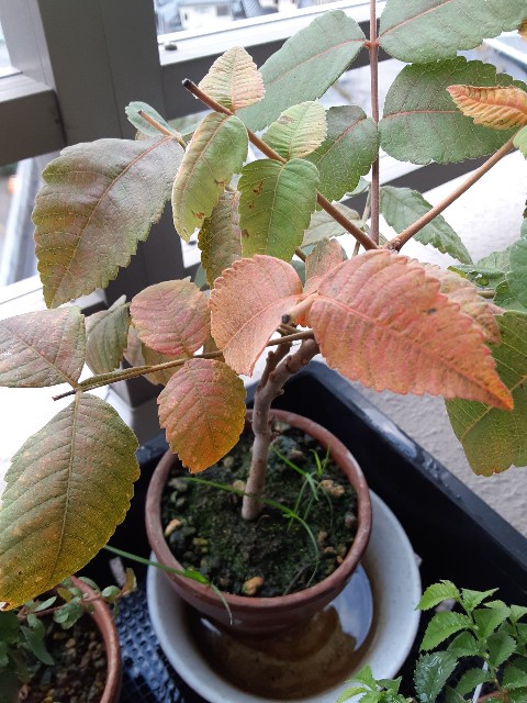 f:id:kainuma-k5:20211027070653j:image