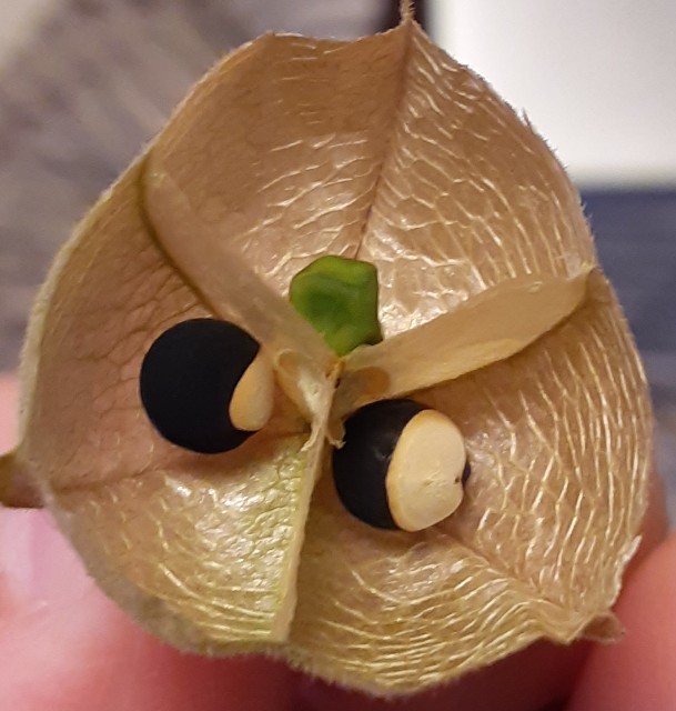 f:id:kainuma-k5:20211031215331j:image