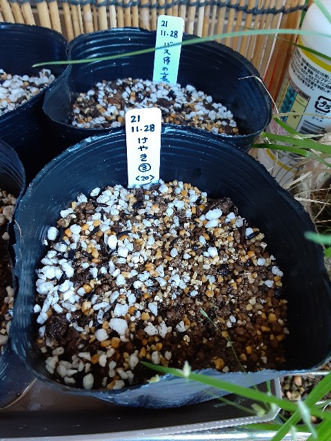 f:id:kainuma-k5:20211128175510j:image