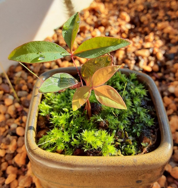 f:id:kainuma-k5:20211211164014j:image