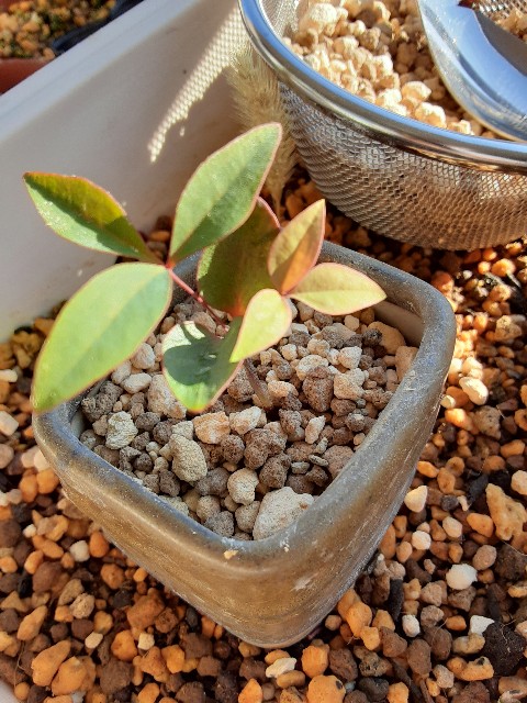 f:id:kainuma-k5:20211211164125j:image