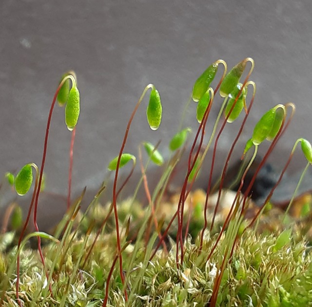 f:id:kainuma-k5:20220219203316j:image