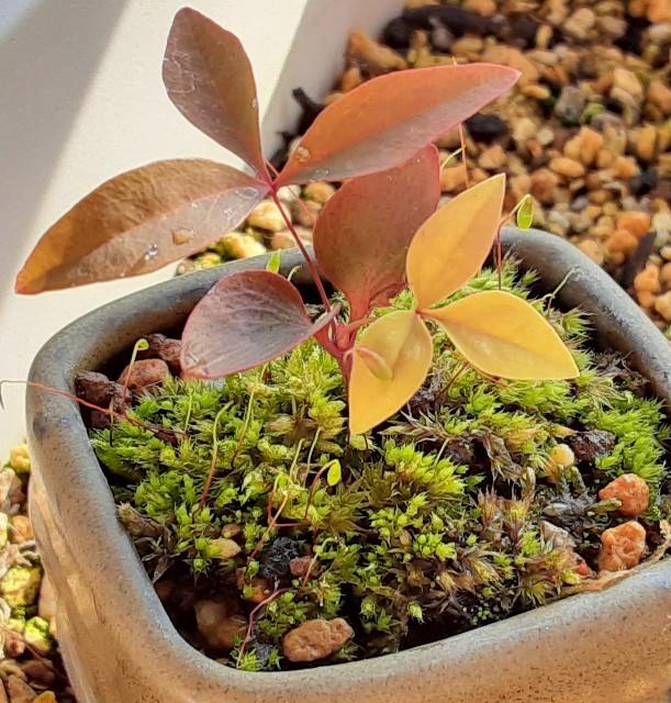 f:id:kainuma-k5:20220219203741j:image