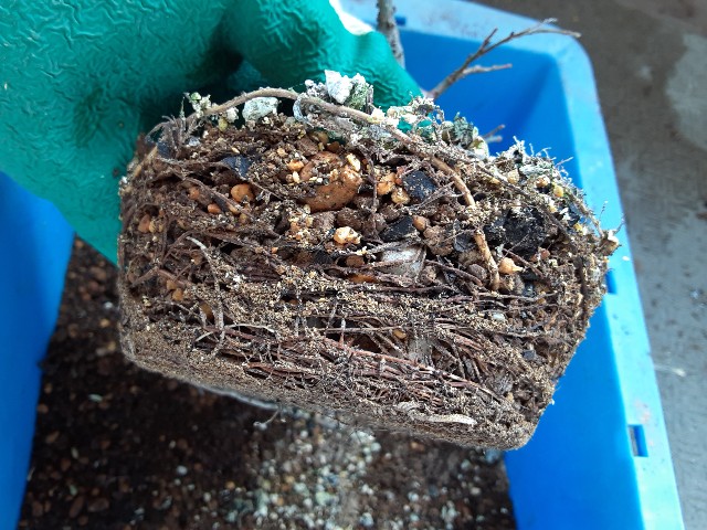 f:id:kainuma-k5:20220227142301j:image