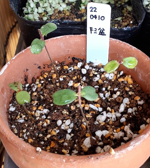 f:id:kainuma-k5:20220410180659j:image