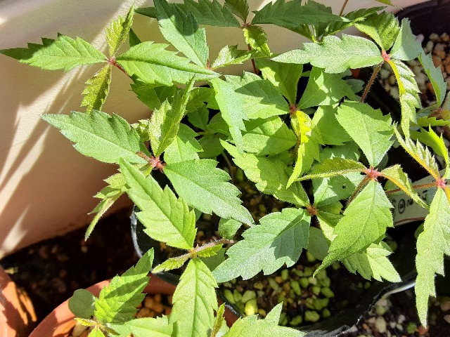 f:id:kainuma-k5:20220410181000j:image f:id:kainuma-k5:20220410181000j:image