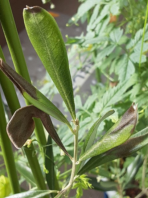 f:id:kainuma-k5:20220812080620j:image