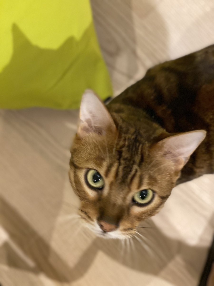 f:id:kaisepia:20200309202210j:plain