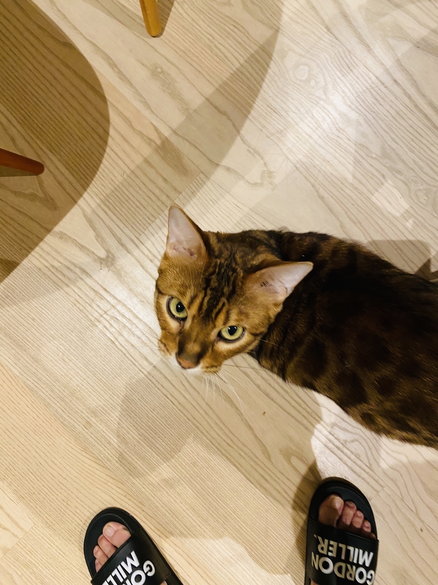 f:id:kaisepia:20200309202236j:plain