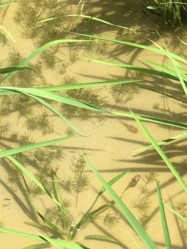 f:id:kaisoku_life:20180702192651j:plain f:id:kaisoku_life:20180702192651j:plain