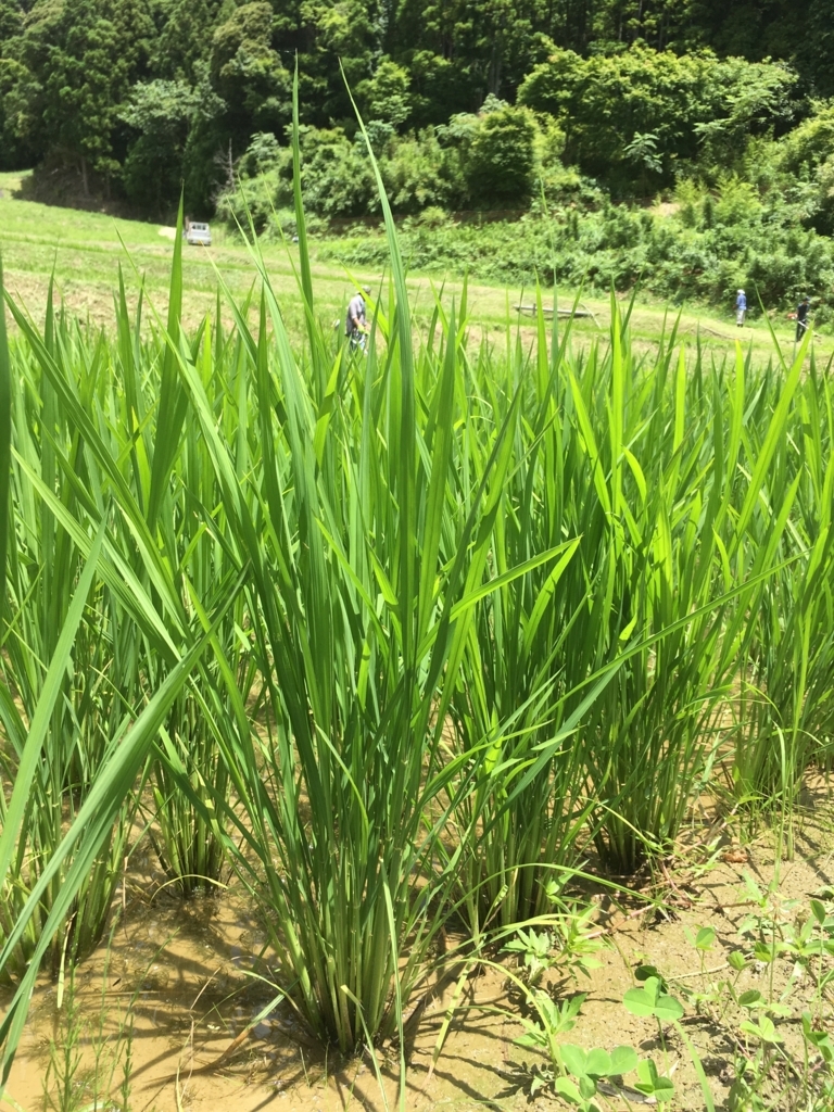 f:id:kaisoku_life:20180702193315j:plain f:id:kaisoku_life:20180702193315j:plain