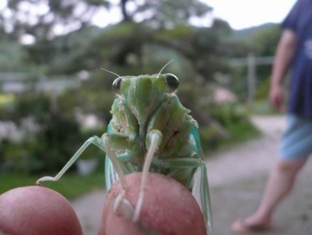 f:id:kaitan_mikio:20090831230501j:image