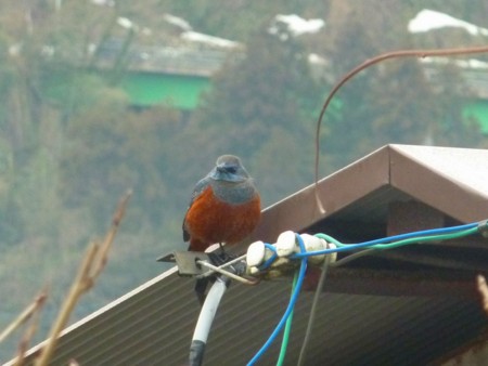 f:id:kaitan_mikio:20110315073811j:image