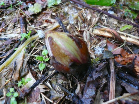 f:id:kaitan_mikio:20130119144825j:image