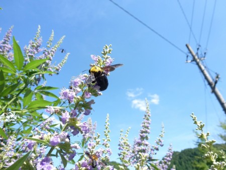 f:id:kaitan_mikio:20130711082522j:image