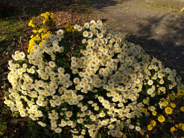 菊冬至芽株分け