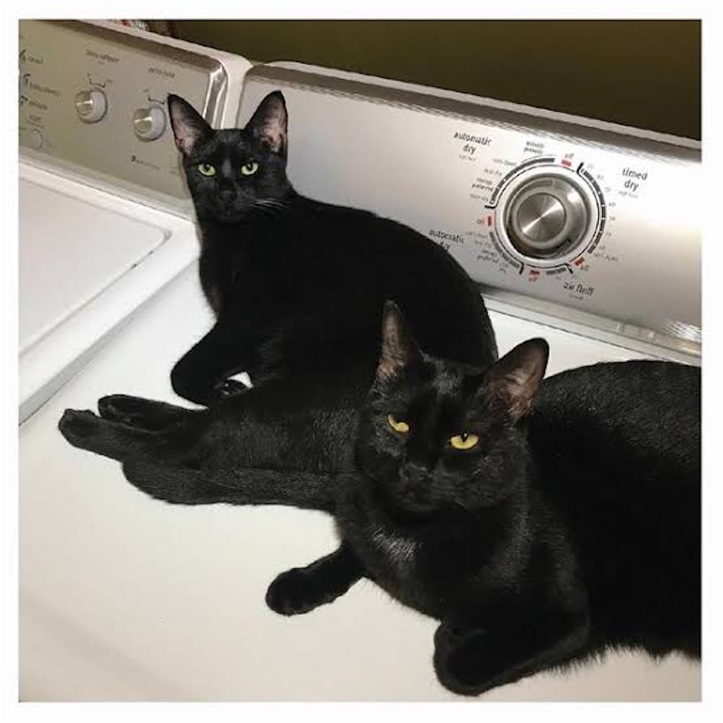 f:id:kaitohcat83:20221202181514j:image f:id:kaitohcat83:20221202181514j:image