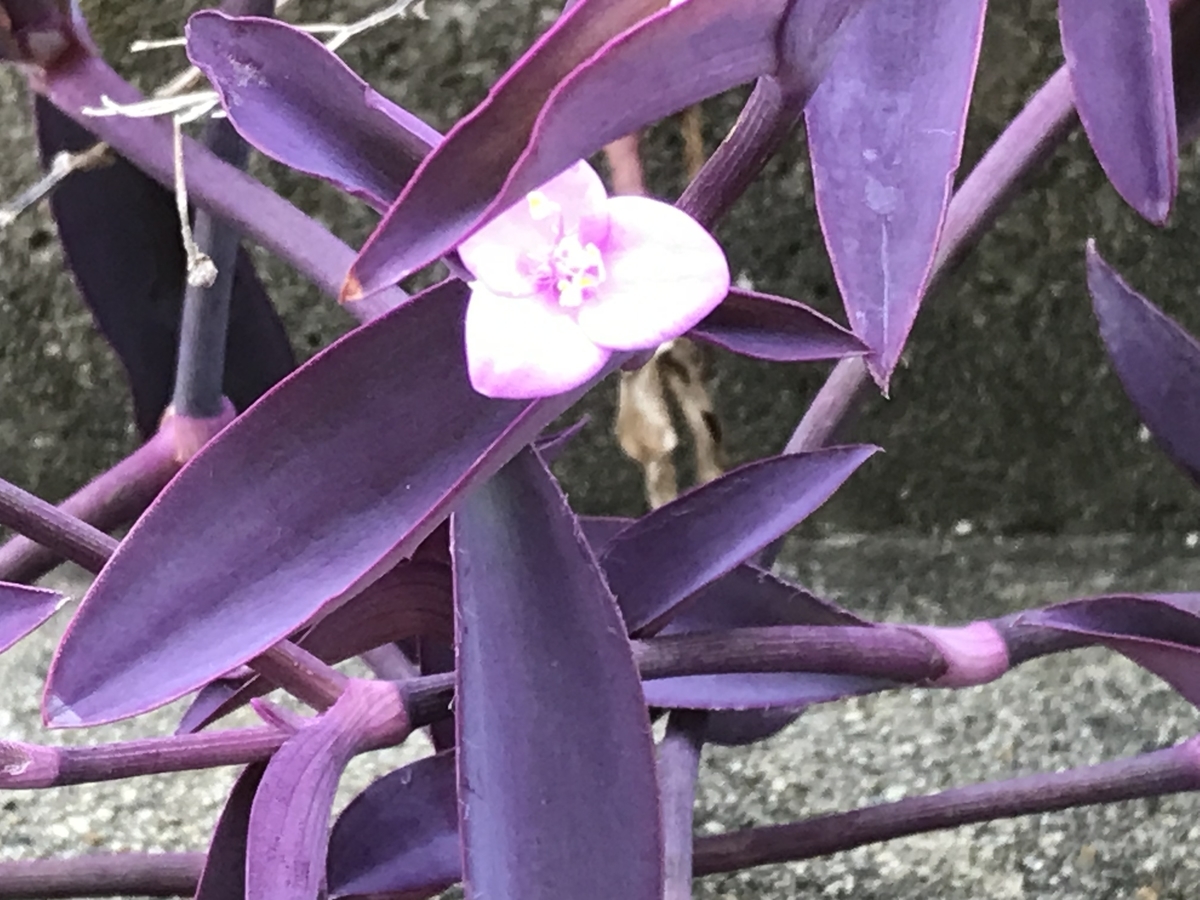 ムラサキゴテン セトクレアセア パープル ハート The Land Of The Rising Sun ムラサキゴテン セトクレアセア パープル ハート The Land Of The Rising Sun